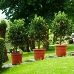 Elho Algarve Cilindro Wheels 40cm - Terracotta