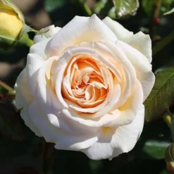 Timeless Cream Hybrid Tea Rose 3L