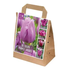 Violet Shades Assorted Tulips (30 Bulbs)