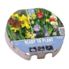 Wild Blooms Ready To Play Tray 38cm (45 Bulbs)