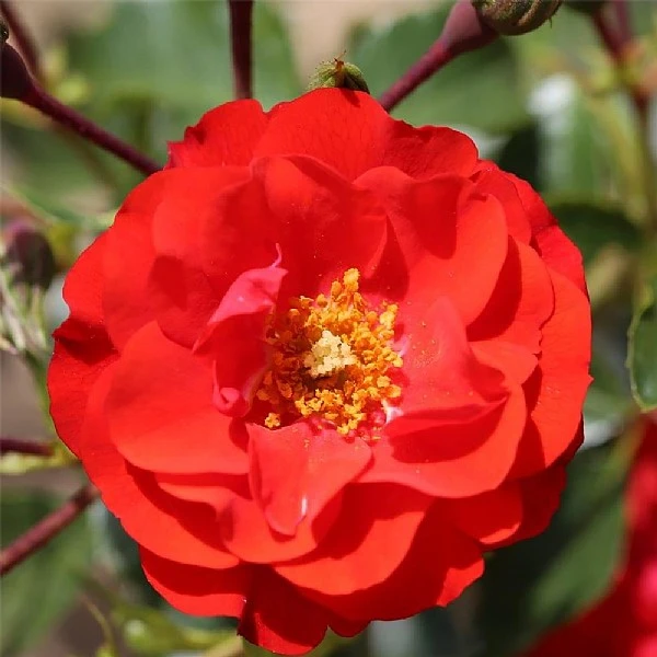 'Grandpa's Rose' Gift Rose 4.5L 1 'Grandpa's Rose' Gift Rose 4.5L