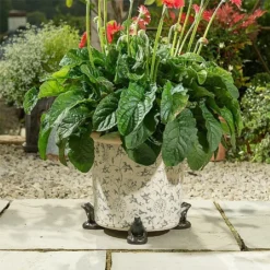 Jardinopia Plant Pot Feet Bronze Frog - Set Of 3 -Elho || Westland || KOOPMAN Sales 1177294 4