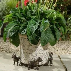 Jardinopia Plant Pot Feet Bronze French Bulldog -Elho || Westland || KOOPMAN Sales 1177301 3