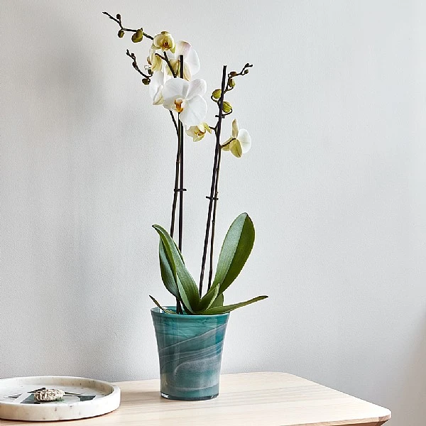 Ivyline Flared Orchid Pot Cover Teal 14cm 2 Ivyline Flared Orchid Pot Cover Teal 14cm - Image 2