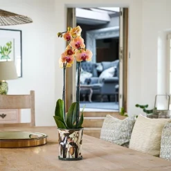 Kew Botanical Retreat Planter With Saucer 16cm 8 Kew Botanical Retreat Planter With Saucer 16cm -Elho || Westland || KOOPMAN Sales 1227745 4