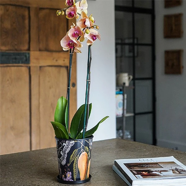 Kew Eclectic Orangery Planter With Saucer 14cm 4 Kew Eclectic Orangery Planter With Saucer 14cm - Image 4