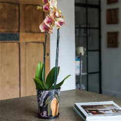 Kew Eclectic Orangery Planter With Saucer 16cm 7 Kew Eclectic Orangery Planter With Saucer 16cm -Elho || Westland || KOOPMAN Sales 1227767 4