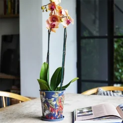 Kew Temperate House Planter With Saucer 14cm 9 Kew Temperate House Planter With Saucer 14cm -Elho || Westland || KOOPMAN Sales 1227771 5