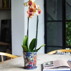 Kew Temperate House Planter With Saucer 16cm -Elho || Westland || KOOPMAN Sales 1227772 5