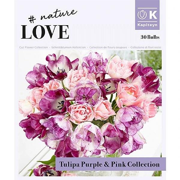 Bouquet Purple & Pink Tulipa (30 Bulbs) 2 Bouquet Purple & Pink Tulipa (30 Bulbs) - Image 2