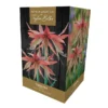 Amaryllis Sumatra Gift Pack