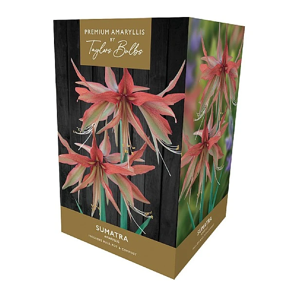 Amaryllis Sumatra Gift Pack 1 Amaryllis Sumatra Gift Pack