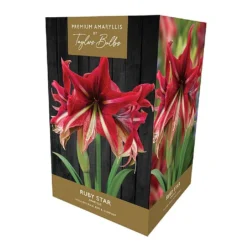 Amaryllis Ruby Star Indoor Growing Kit