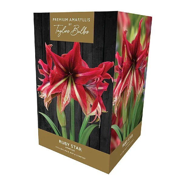 Amaryllis Ruby Star Indoor Growing Kit 1 Amaryllis Ruby Star Indoor Growing Kit