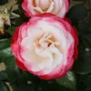 Nostalgia Floribunda Rose - 3 Ltr Pot