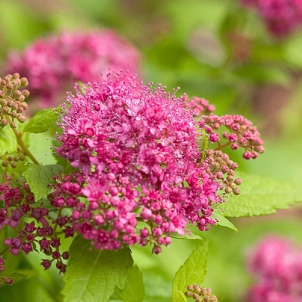 Spiraea 'Double Play Gold' 1 Spiraea 'Double Play Gold'