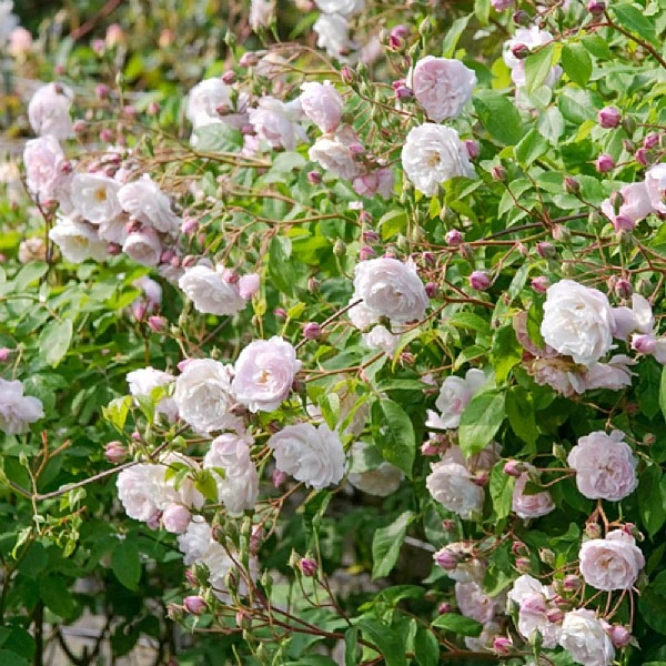 Blush Noisette Climbing/Rambling Rose 6L 1 Blush Noisette Climbing/Rambling Rose 6L