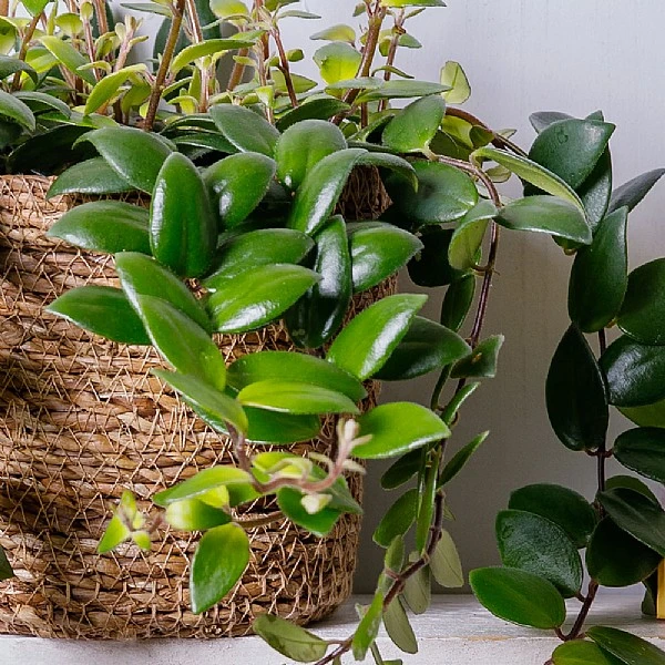 Aeschynanthus Japhrolepis (Lipstick Plant) Hanging 2 Aeschynanthus Japhrolepis (Lipstick Plant) Hanging - Image 2