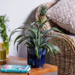 Ananas Mi Amigo (Pineapple Plant)