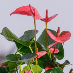 Anthurium Pink (Flamingo Flower) -Elho || Westland || KOOPMAN Sales ANTPINKCHA 2