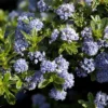 Ceanothus 'Blue Mound'