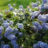 Ceanothus Thrysiflorus 'Repens'