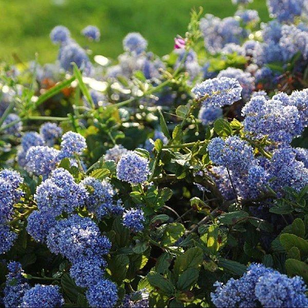 Ceanothus Thrysiflorus 'Repens' 1 Ceanothus Thrysiflorus 'Repens'