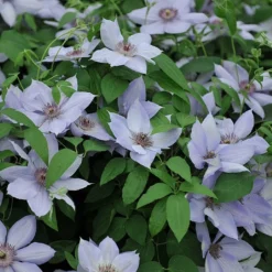 Clematis 'Bernadine'