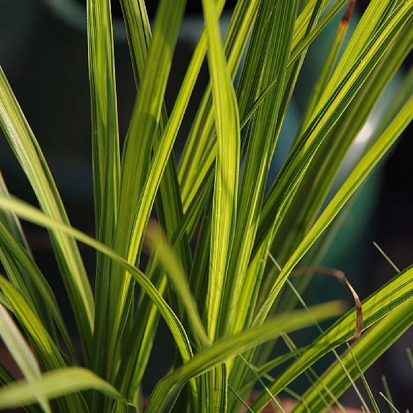 Cordyline 'Jive' 1 Cordyline 'Jive'