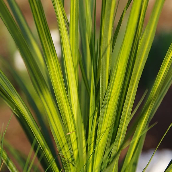 Cordyline 'Jive' 2 Cordyline 'Jive' - Image 2