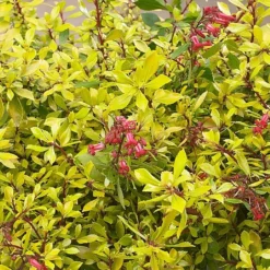 Escallonia 'Golden Carpet'