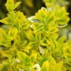Euonymus Fortunei 'Emerald N Gold'