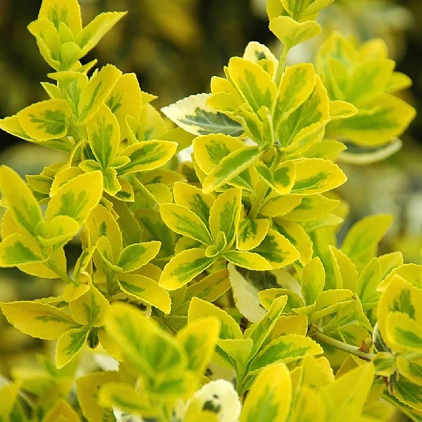 Euonymus Fortunei 'Emerald N Gold' 1 Euonymus Fortunei 'Emerald N Gold'