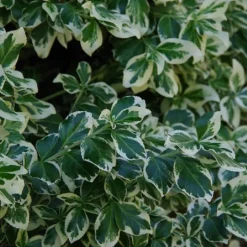 Euonymus Fortunei 'Silver Queen'
