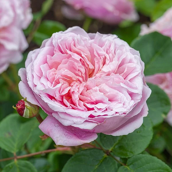 Eustacia VYE English Shrub Rose 2 Eustacia VYE English Shrub Rose - Image 2