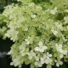 Hydrangea Paniculata 'Bobo'