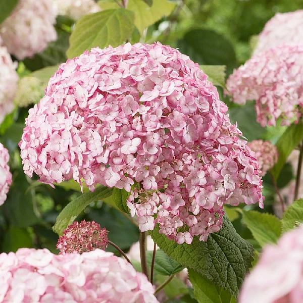 Hydrangea 'Candybelle Bubblegum' 1 Hydrangea 'Candybelle Bubblegum'