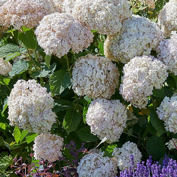 Hydrangea 'Candybelle Marshmallow' 1 Hydrangea 'Candybelle Marshmallow'