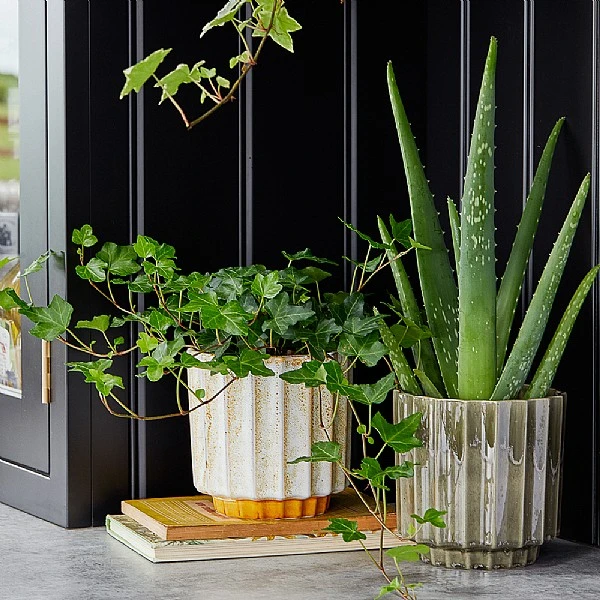 Ivyline Lugano Scalloped Reactive Pot Cover Mustard (Various Sizes) 2 Ivyline Lugano Scalloped Reactive Pot Cover Mustard (Various Sizes) - Image 2