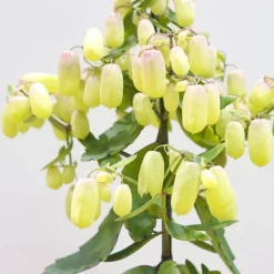 Kalanchoe Magic Bell -Elho || Westland || KOOPMAN Sales KMAGICBEL 3