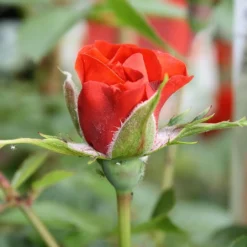 Little Bronze Rose -Elho || Westland || KOOPMAN Sales LITTLEBR 2