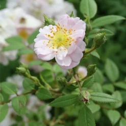 Little Rambler Climbing Rose