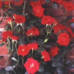 Loveknot Climbing Rose