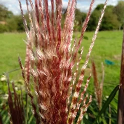 Miscanthus 'Red Zenith' -Elho || Westland || KOOPMAN Sales MISREZE 2