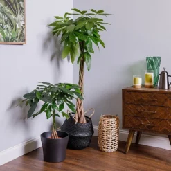 Pachira Aquatica (Money Tree)