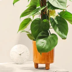 Philodendron Scandens 5 Philodendron Scandens -Elho || Westland || KOOPMAN Sales PHILSCA 3