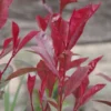 Photinia Fraseri 'Carre Rouge'