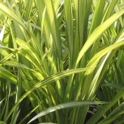 Phormium 'Yellow Wave'