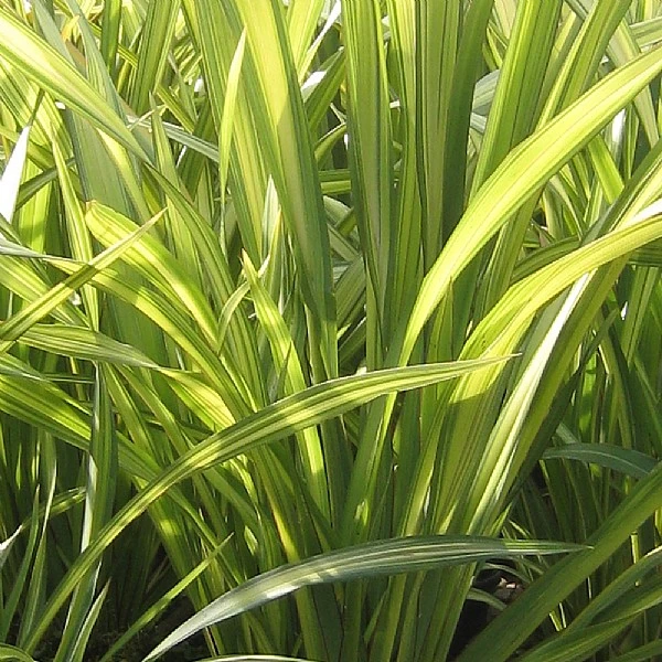 Phormium 'Yellow Wave' 1 Phormium 'Yellow Wave'