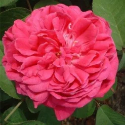 Rose De Rescht Shrub Rose